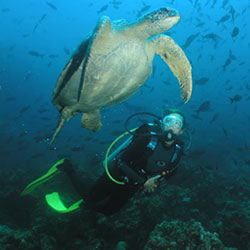 Galapagos Diving