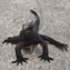 Galapagos Island Hopping
